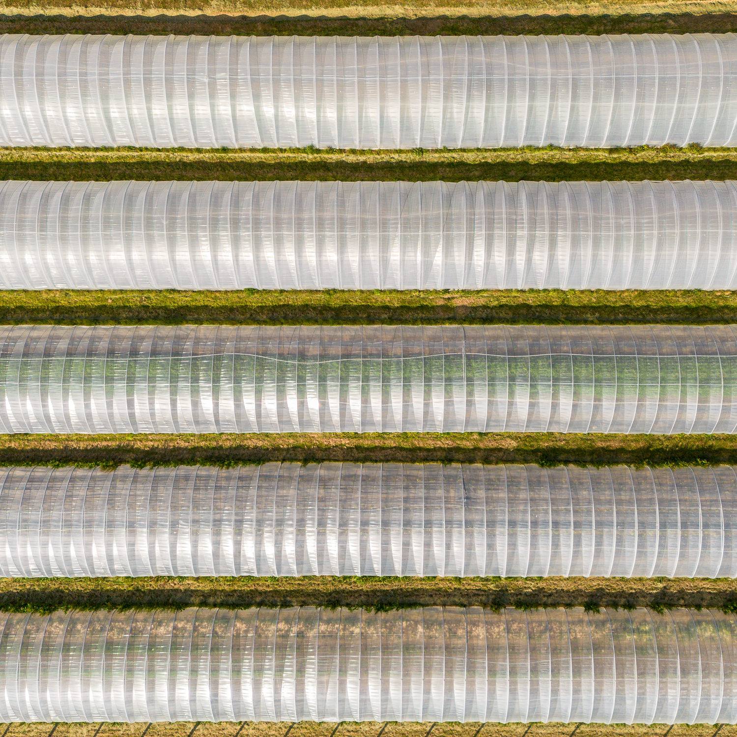 East Coast Organics' polytunnels.
