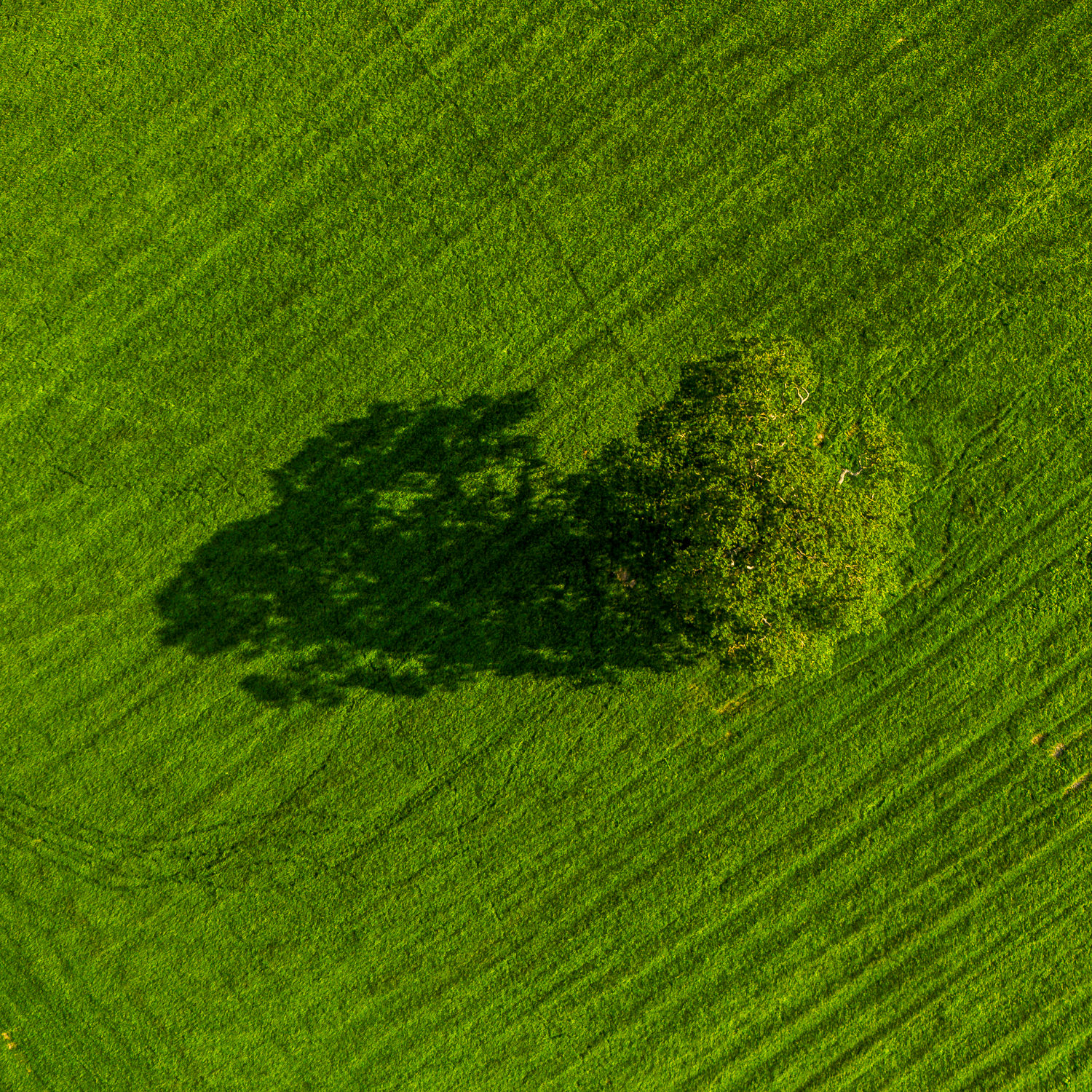A lone tree in a field of grass