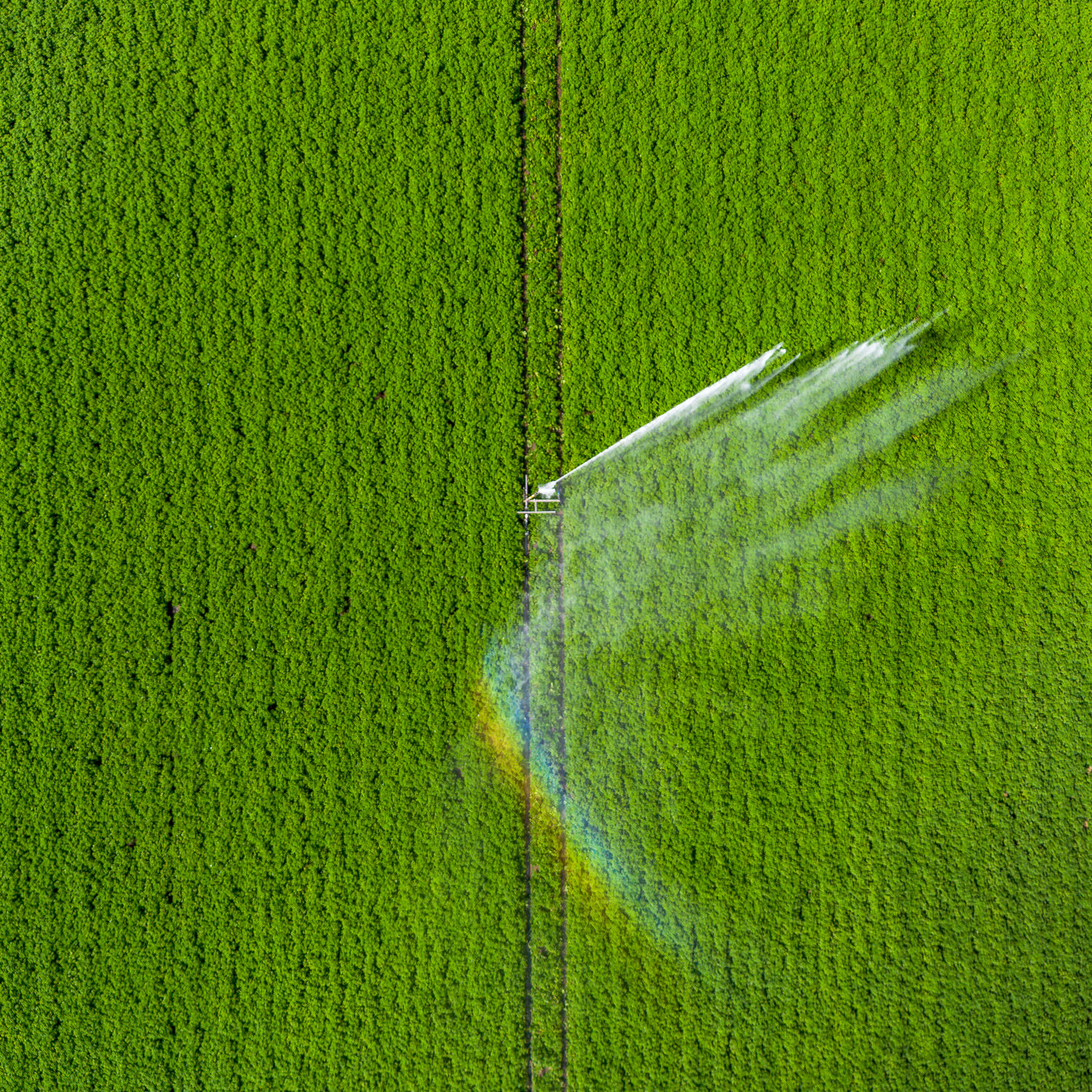 Irrigating potatoes