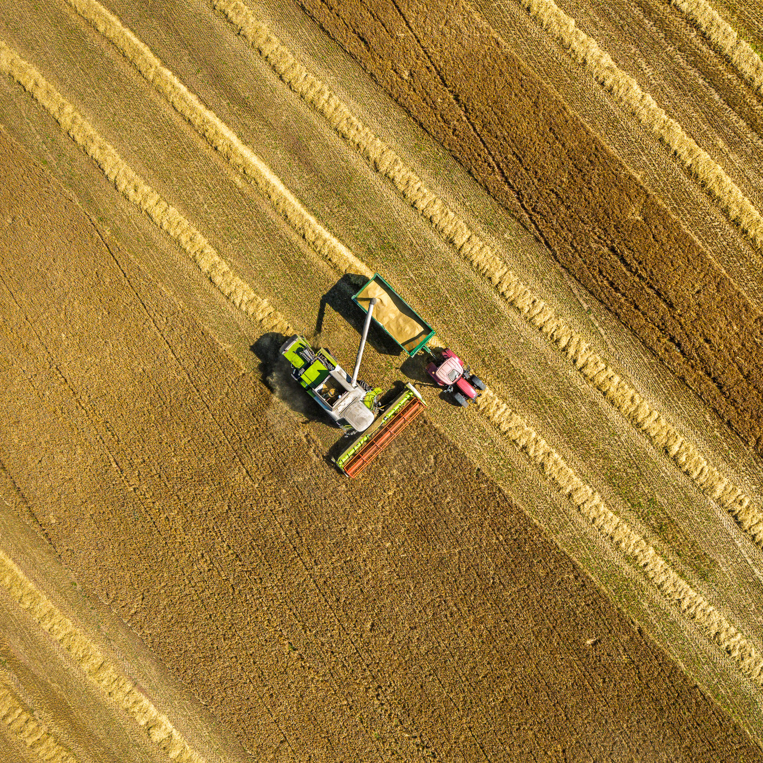 Harvesting wheat, Stenton