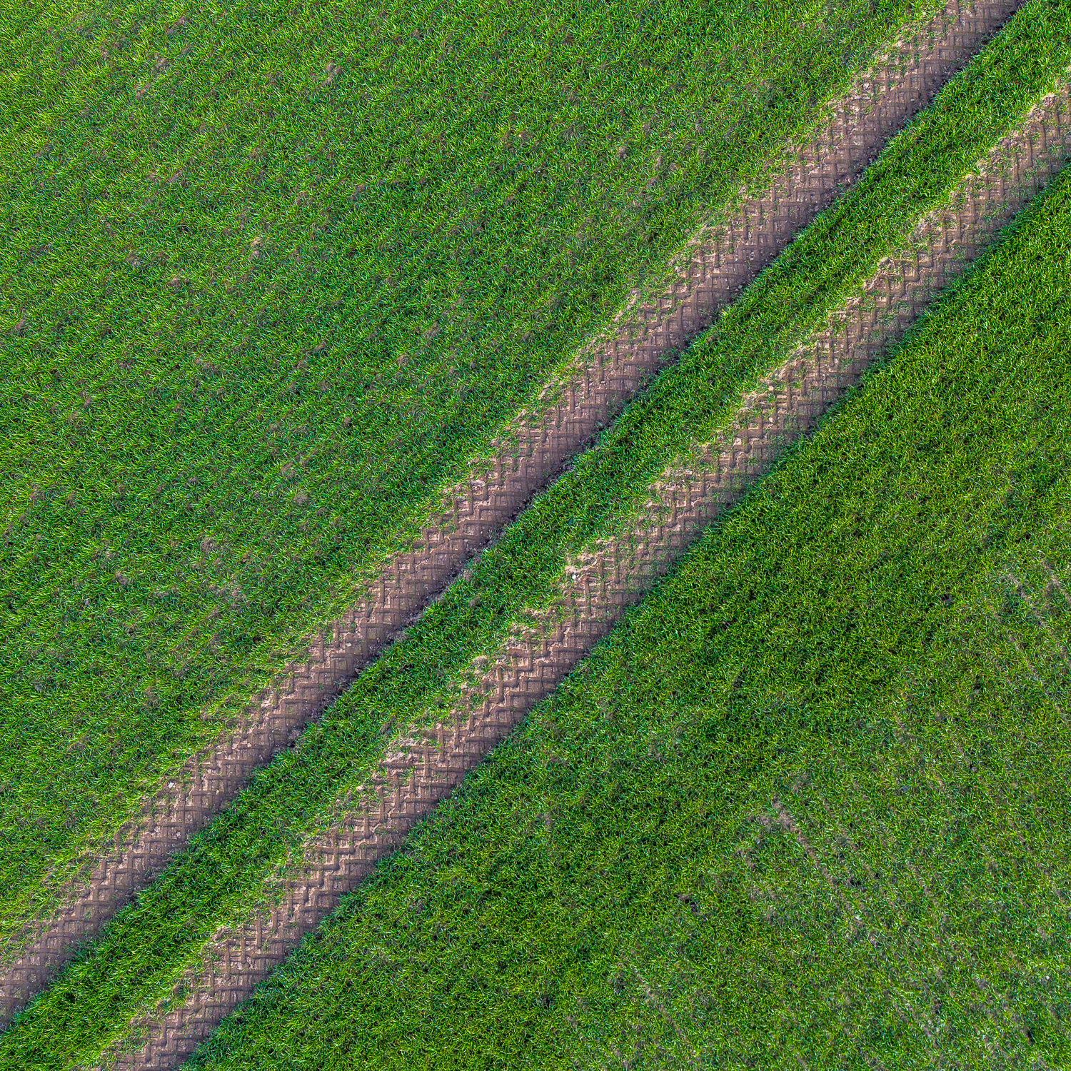 'Tram Lines' in a field of young winter wheat