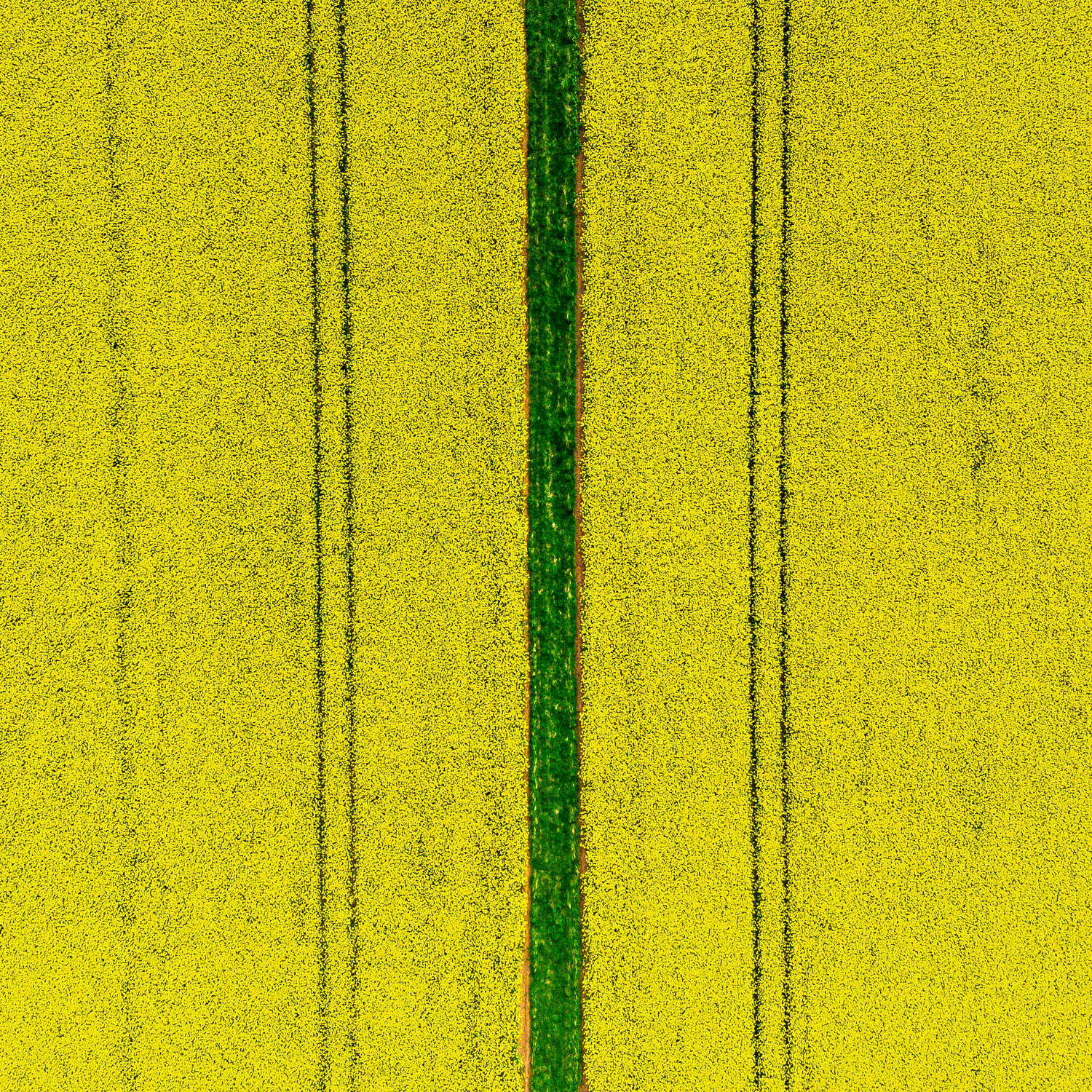 A field of oil seed rape, or canola, near Gifford
