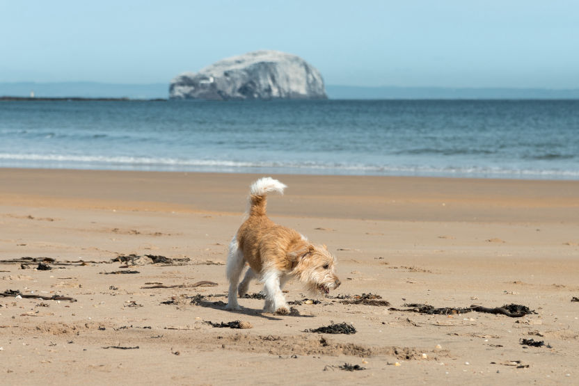 Freddy on an East Lothian walk