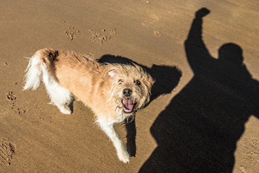 Freddy on an East Lothian walk