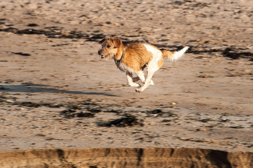 Freddy on an East Lothian walk