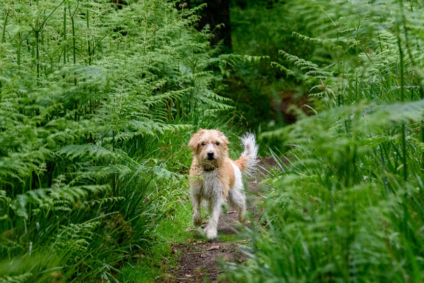 Freddy on an East Lothian walk