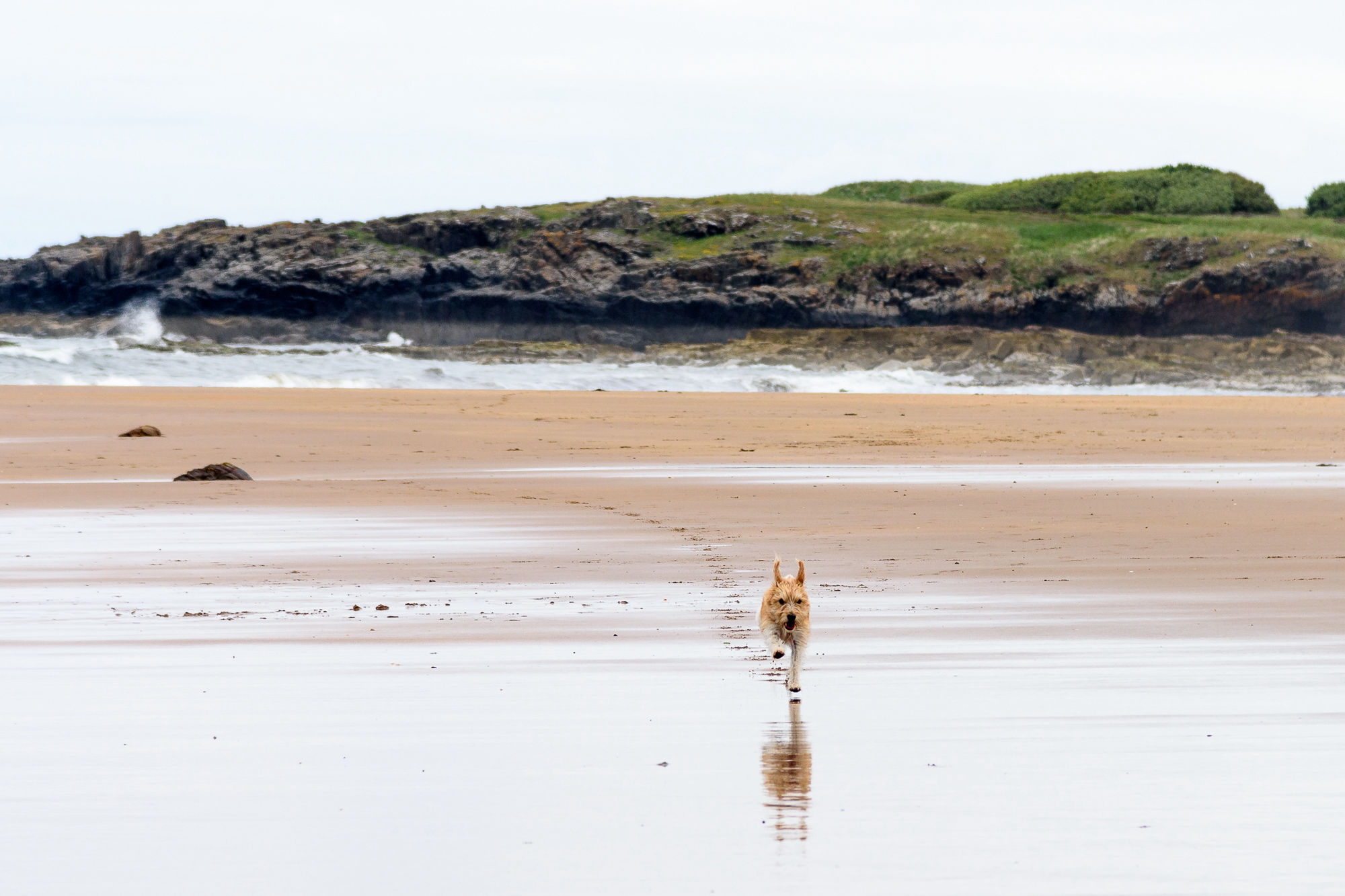 Freddy on an East Lothian walk
