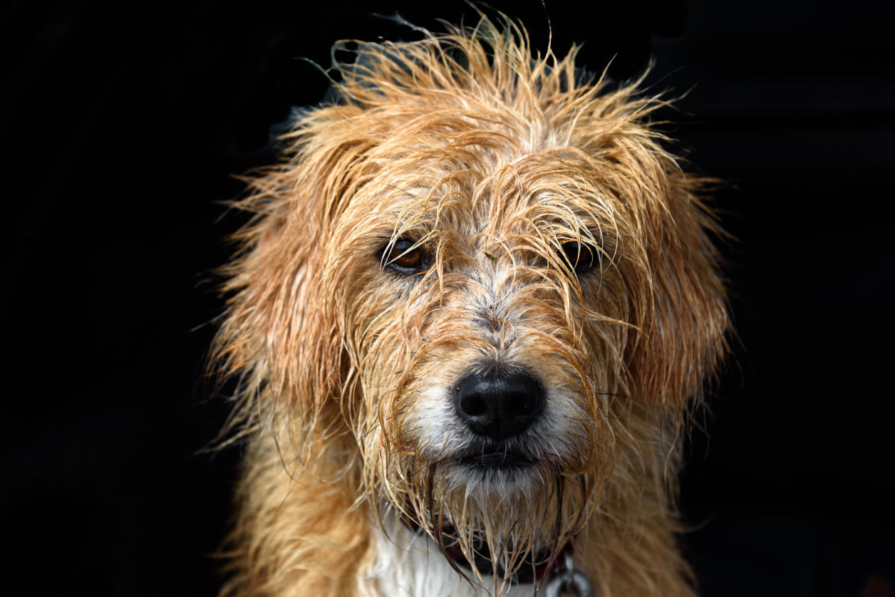 Freddy after a wet walk