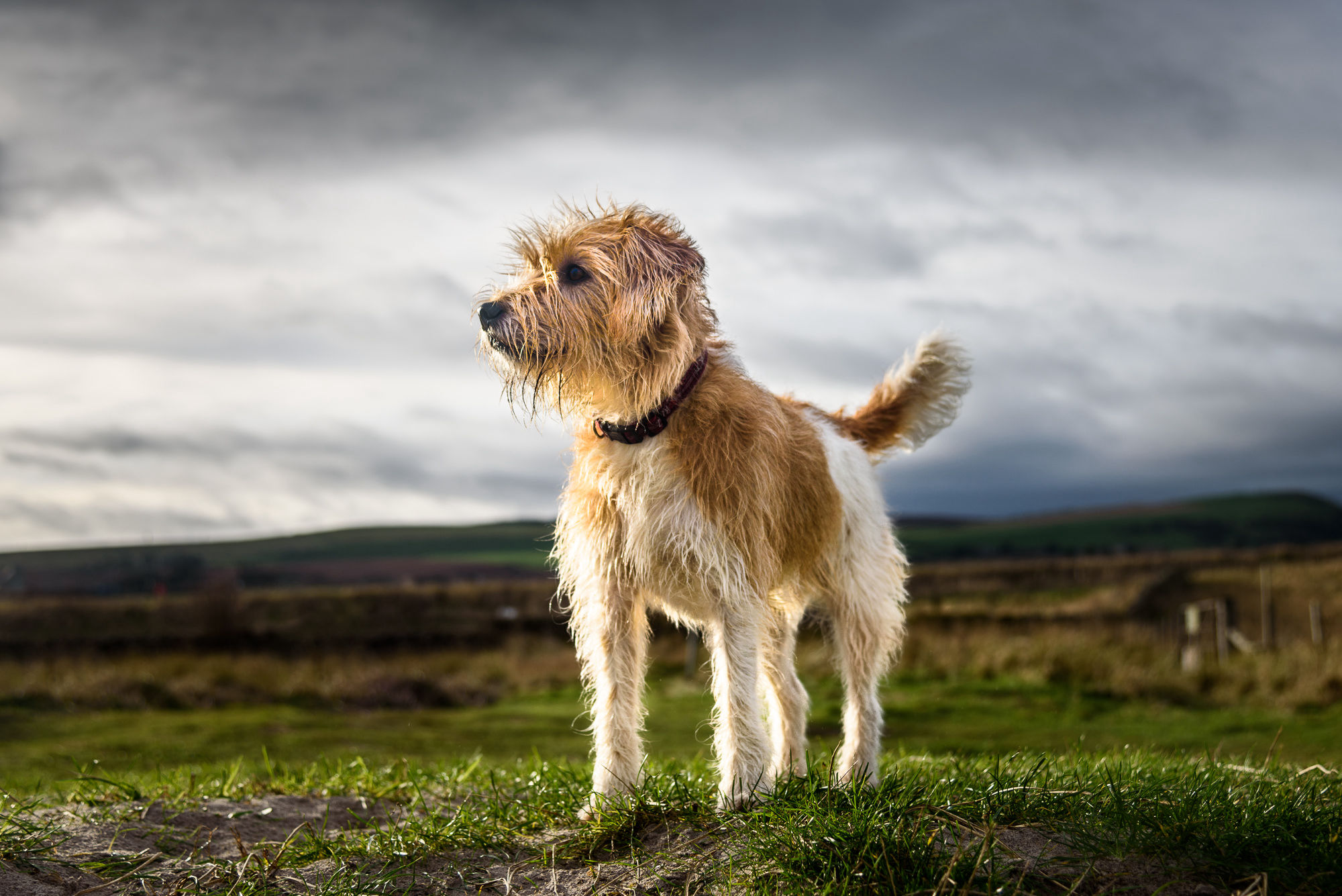 Freddy on an East Lothian walk