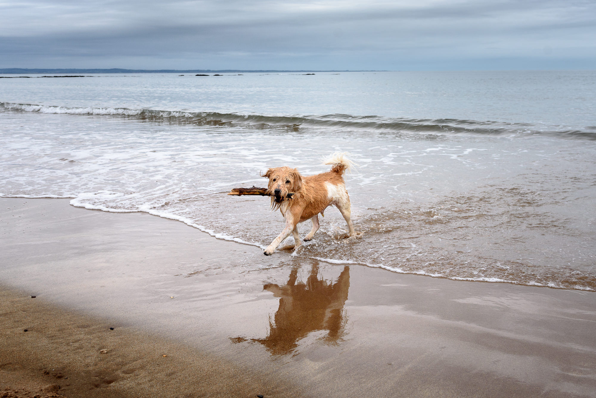 Freddy on an East Lothian walk