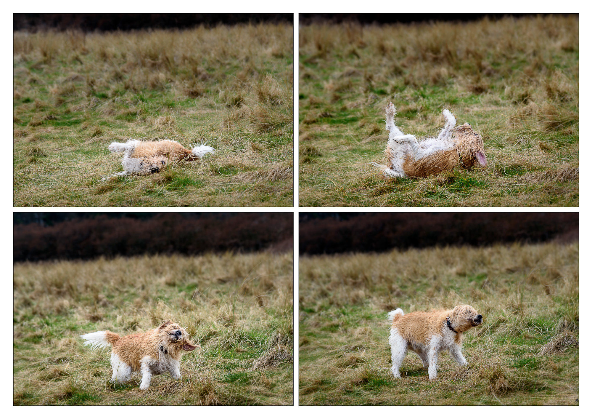 Freddy on an East Lothian walk