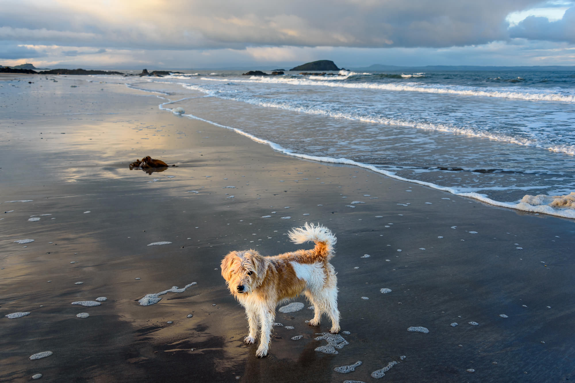 Freddy on an East Lothian walk