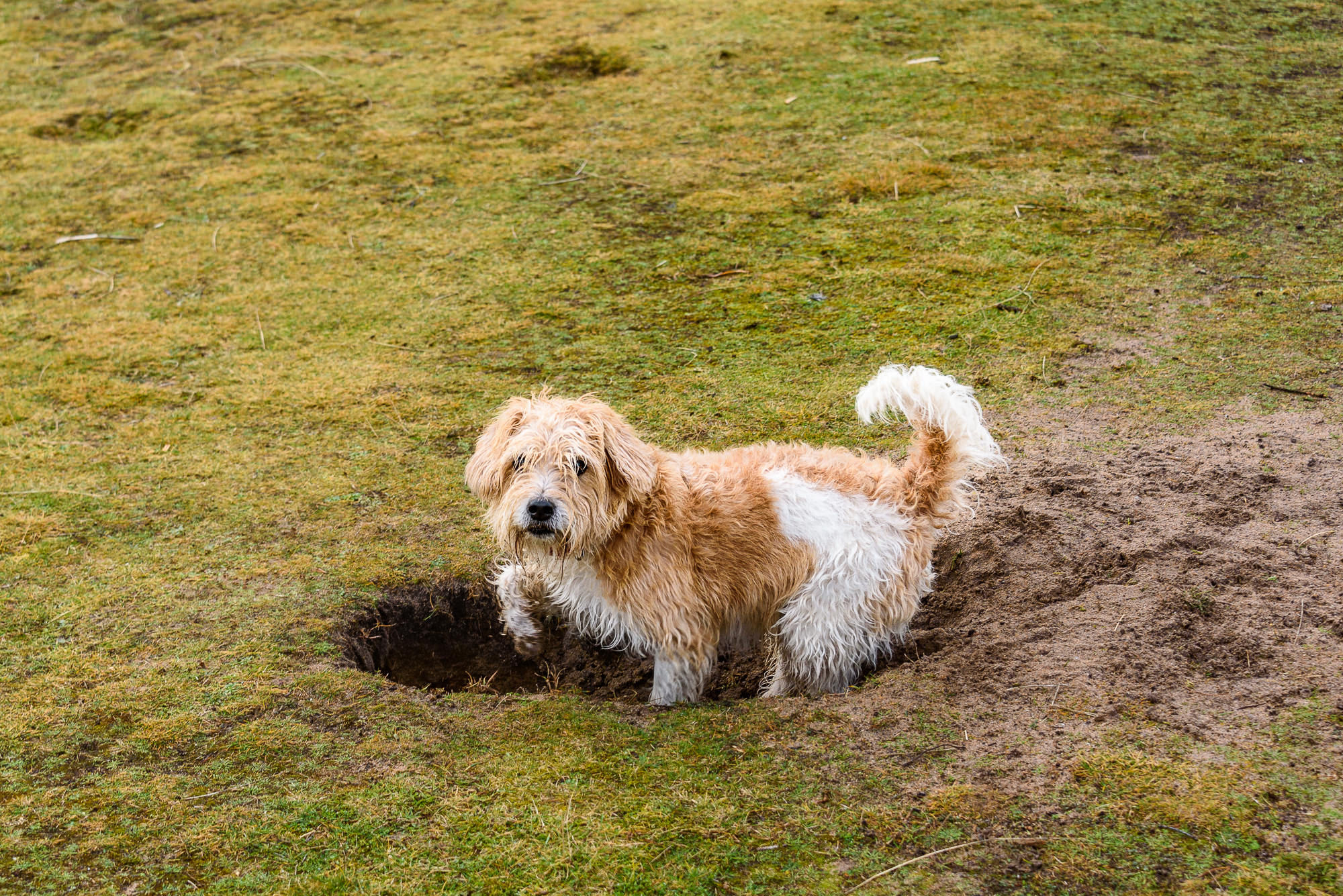 Freddy on an East Lothian walk