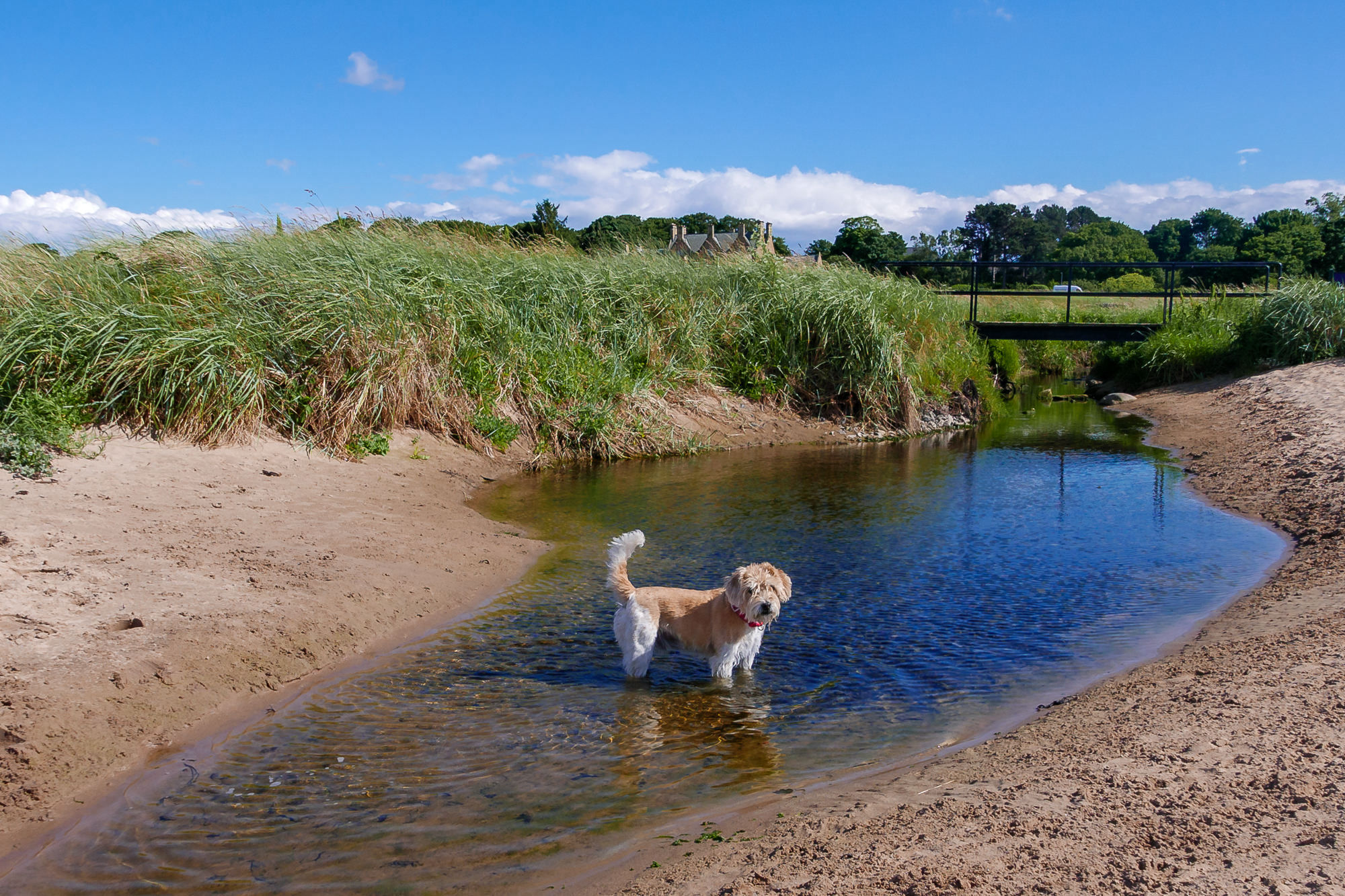 Freddy on an East Lothian walk