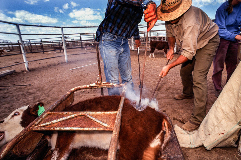 Cattle branding in Outback Australia