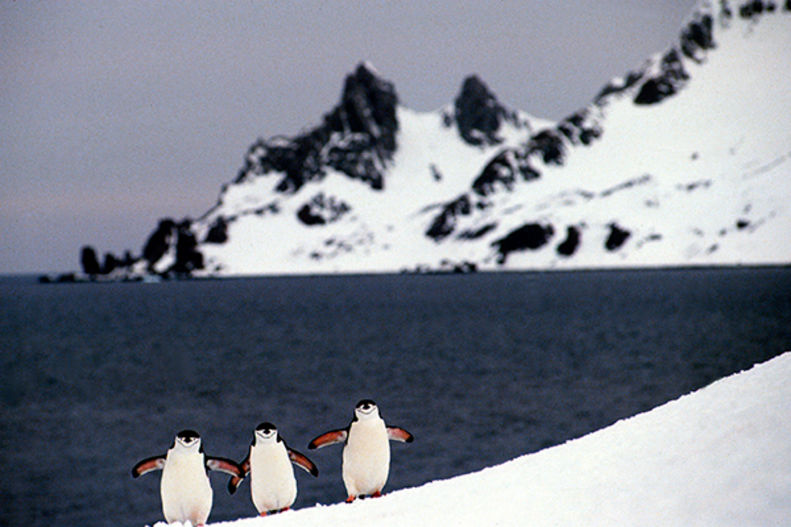 Antartica